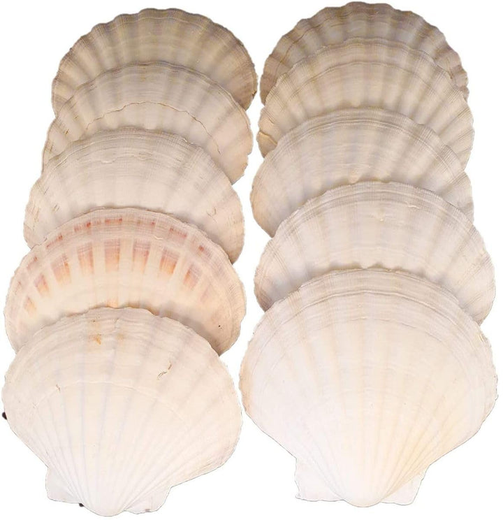 Jakobsmuschel-Schalen, flach, Gr. XL, 10–13 cm, 10 Stück