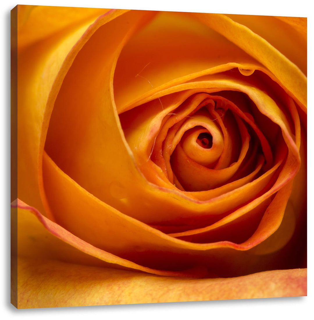 Pixxprint Anmutige gelbe geschlossene Rose, Format: 70x70 auf Leinwand, 70x70