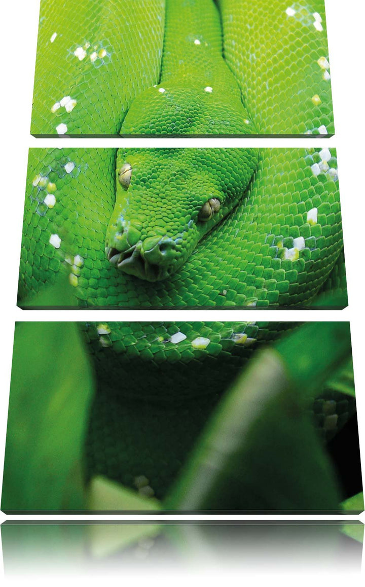 Pixxprint Grüne giftige Schlange als Leinwandbild/Grösse: 3 Teilig (120x80) cm/Wandbild/Kunstdruck/f