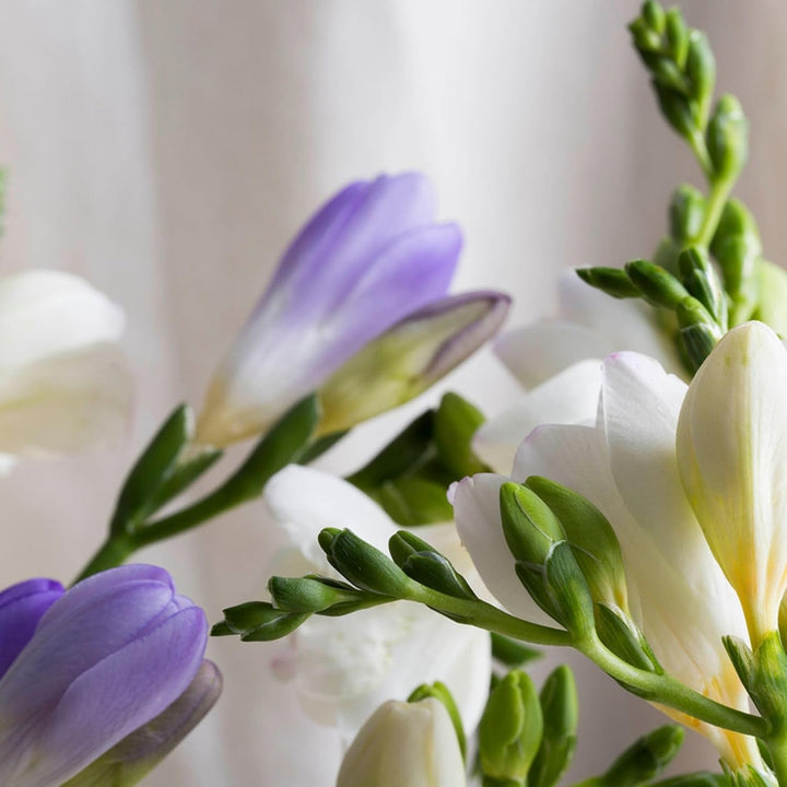 KORRES VANILLA FREESIA Eau De Toilette für Damen, blumig &amp; eleganter Damenduft, dermatologisch getes