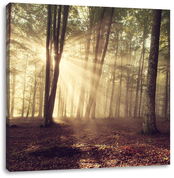 Pixxprint Waldlichtung im Sonnenschein, Format: 70x70 auf Leinwand, 70x70