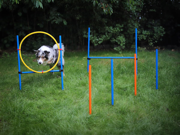 NATIV LEMODO Agility Set Hunde | Hundetraining mit Agility Hürde und Sprungring | Einfach zu transpo