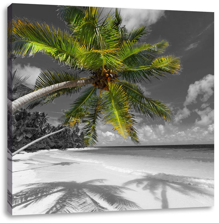 Pixxprint riesige Palem über Strand schwarz/weiss, Format: 70x70 auf Leinwand, 70x70