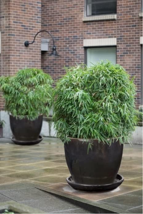 KOTARBAU® Garten Blumentopf ⌀ 31cm Keramik glasiert Graphit mit Tropfschale, Graphit