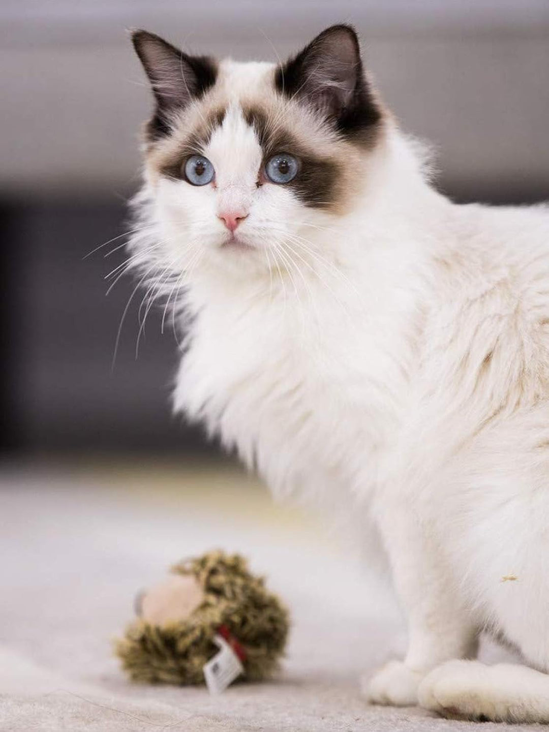 Vealind GiGwi Melody Chaser, interaktives Spielzeug für Katzen und Hunde (Igel)