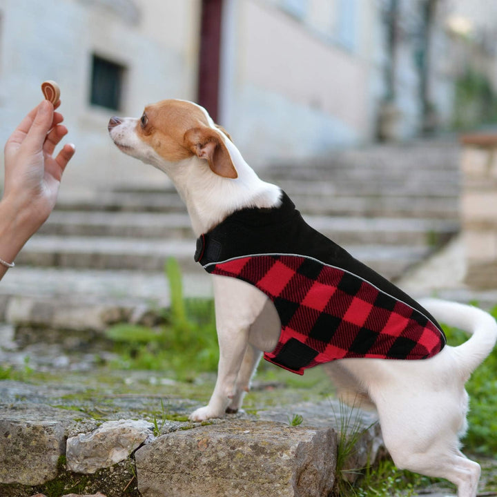 CITÉTOILE Warme Hundemantel Winter, Hundemantel mit Bauchschutz, Wintermantel für Hunde mit Reflekti